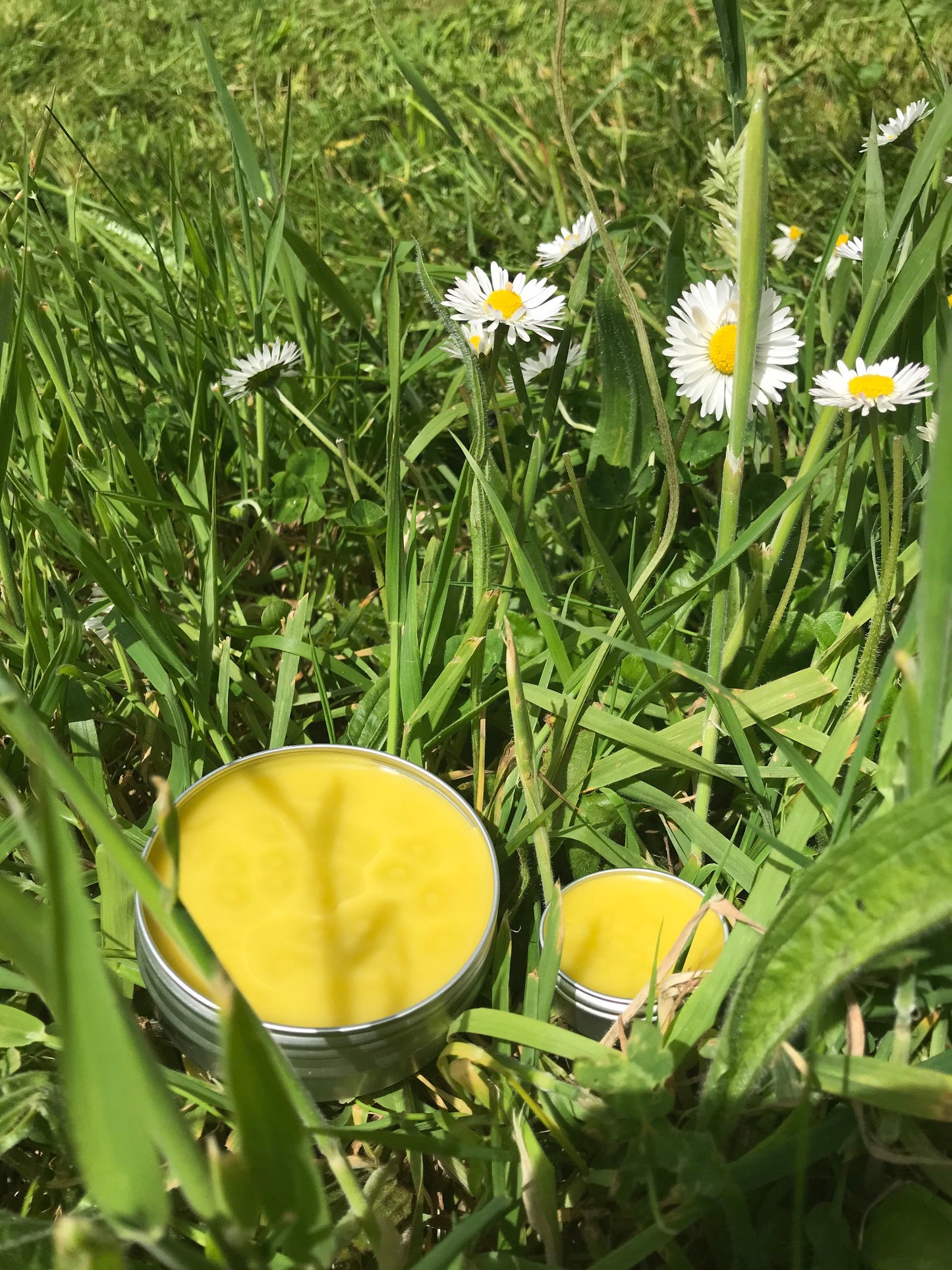 Daisy salve