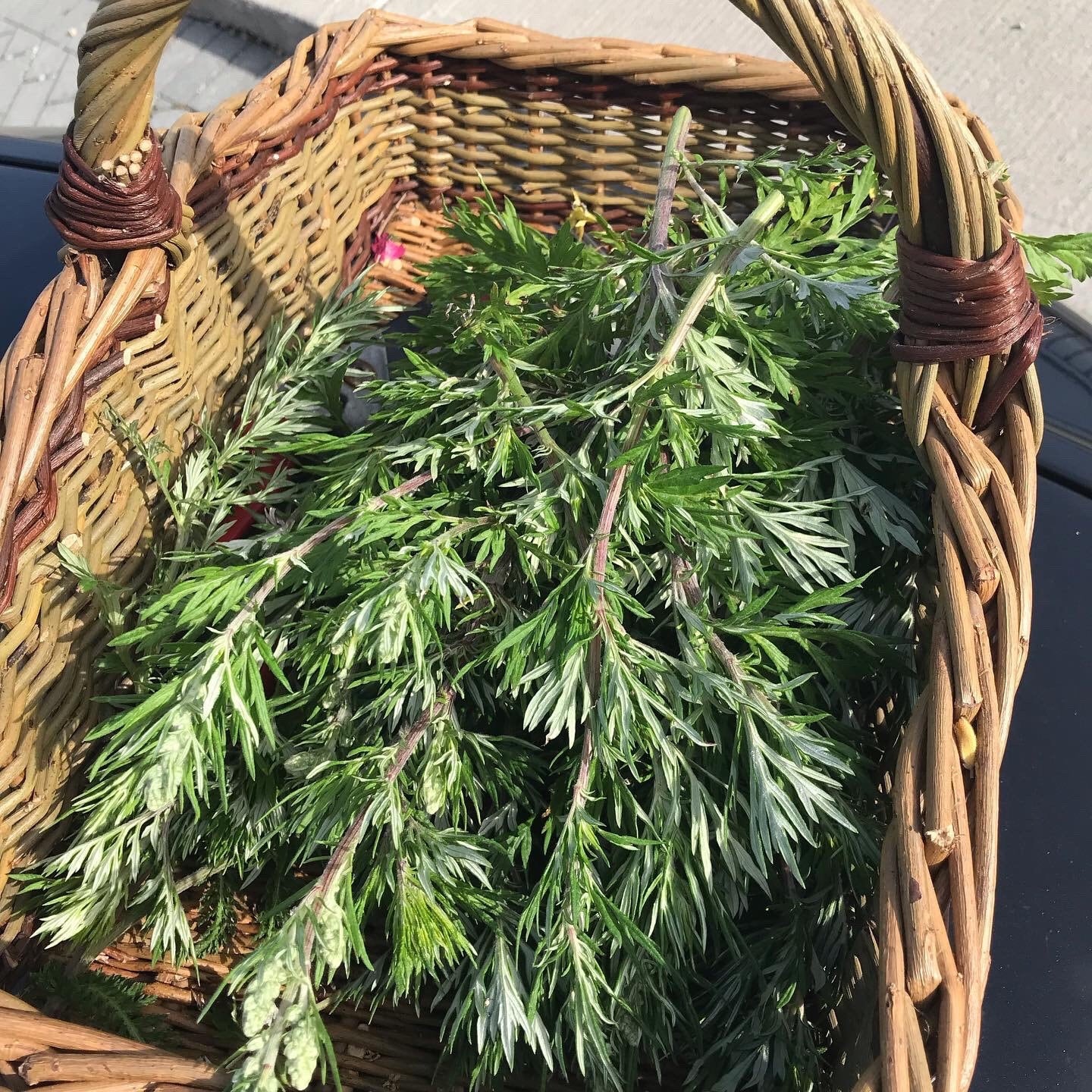 Mugwort and yarrow body oil