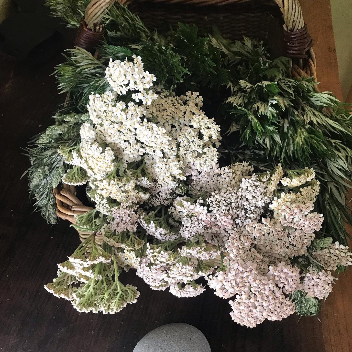 Mugwort and yarrow body oil