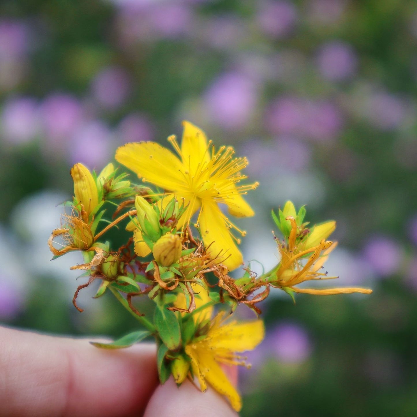 St John’s wort herbal oil