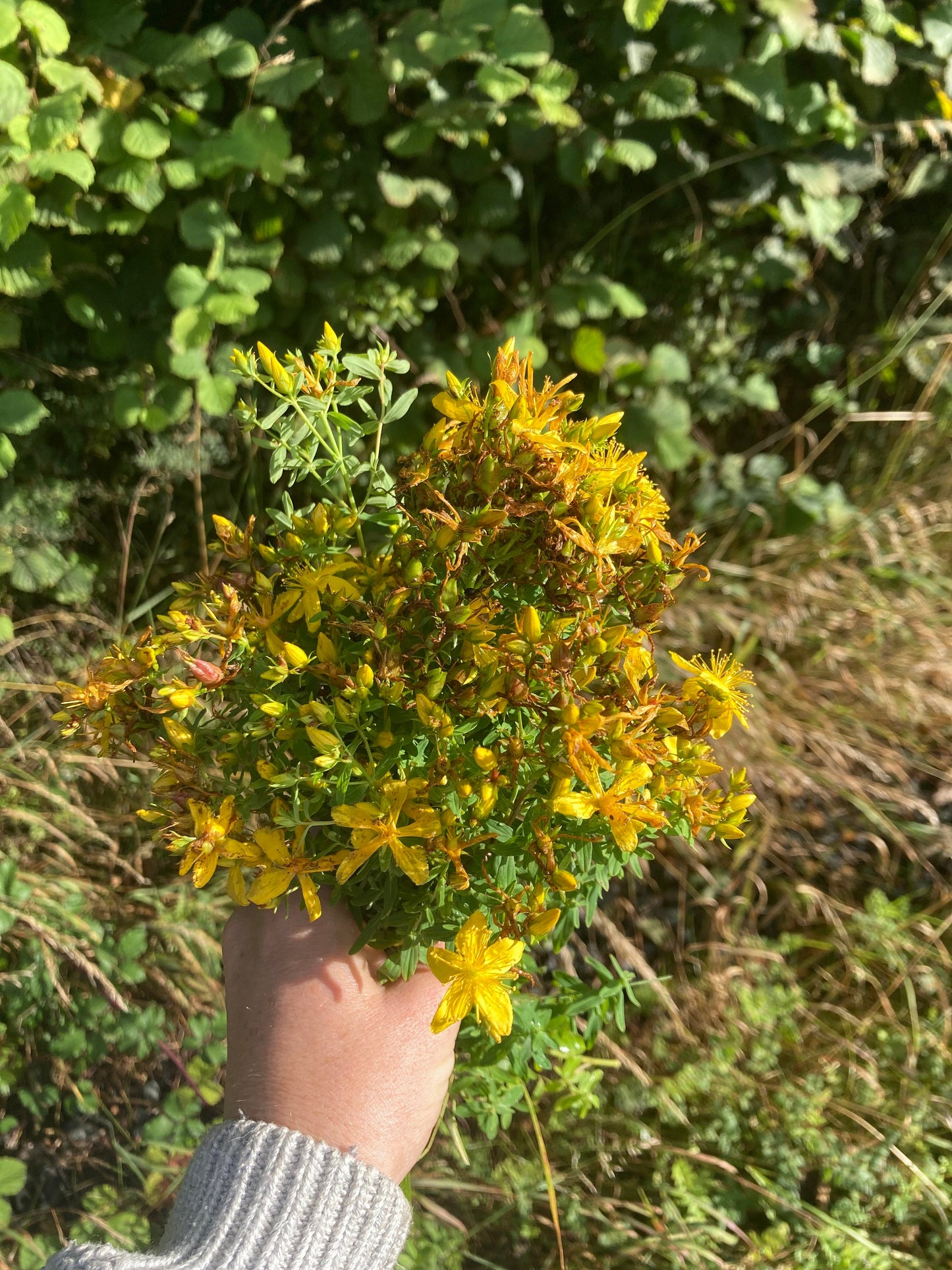 St John’s wort herbal oil