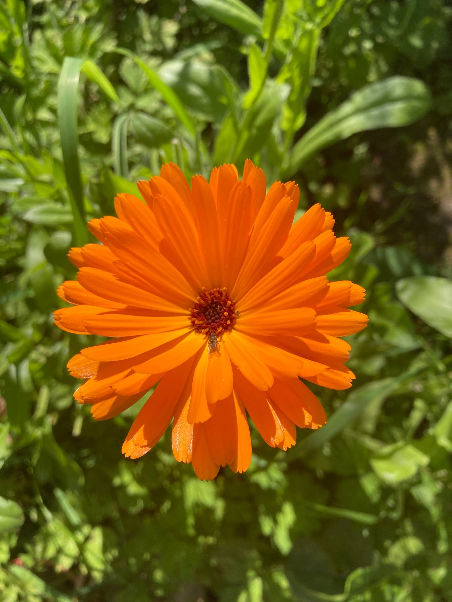 Calendula body oil