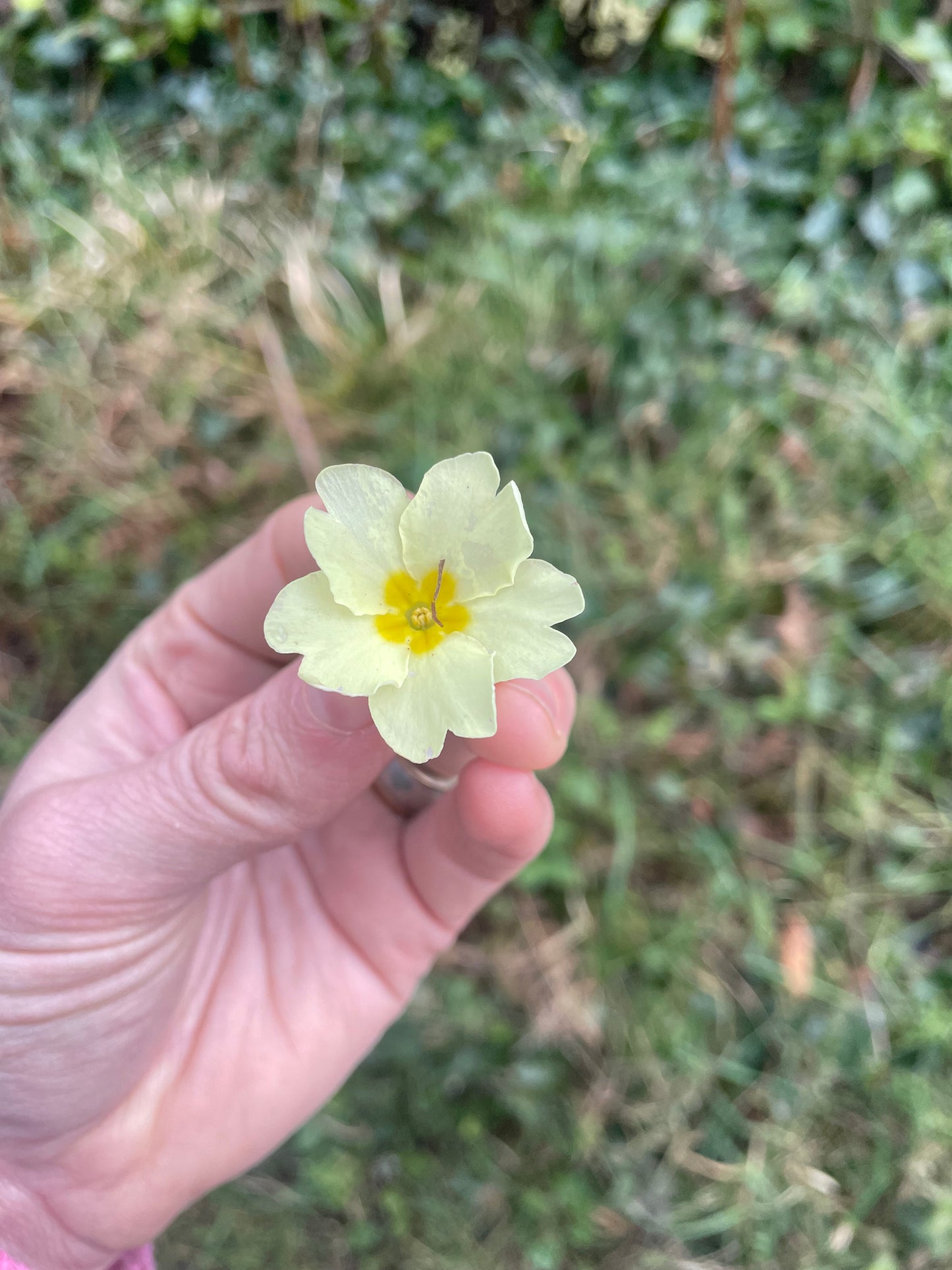 Foraging walk