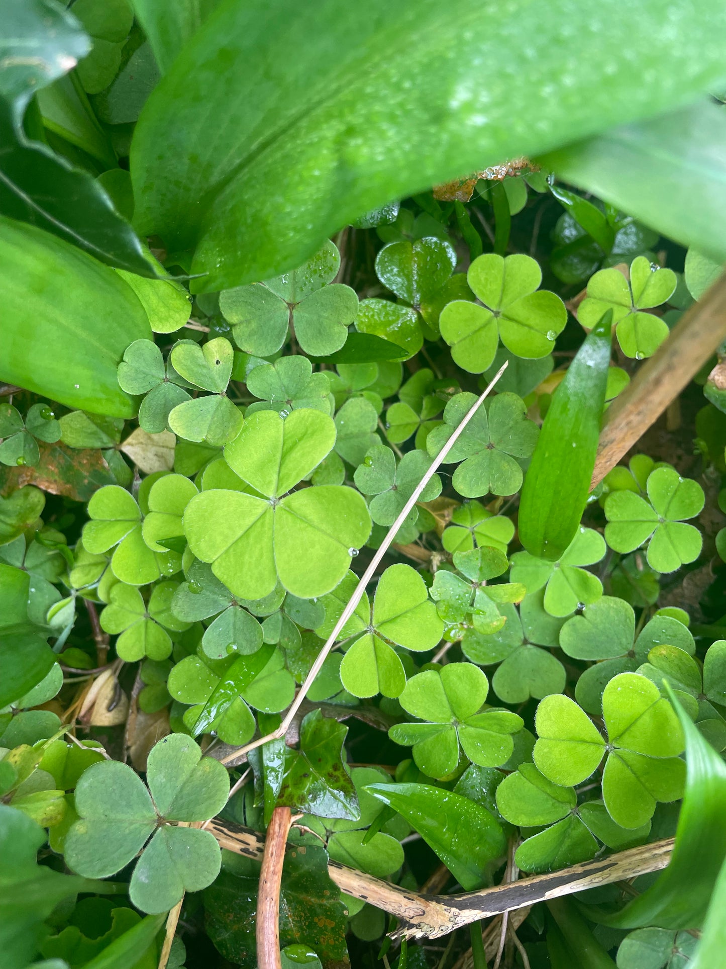 Foraging walk