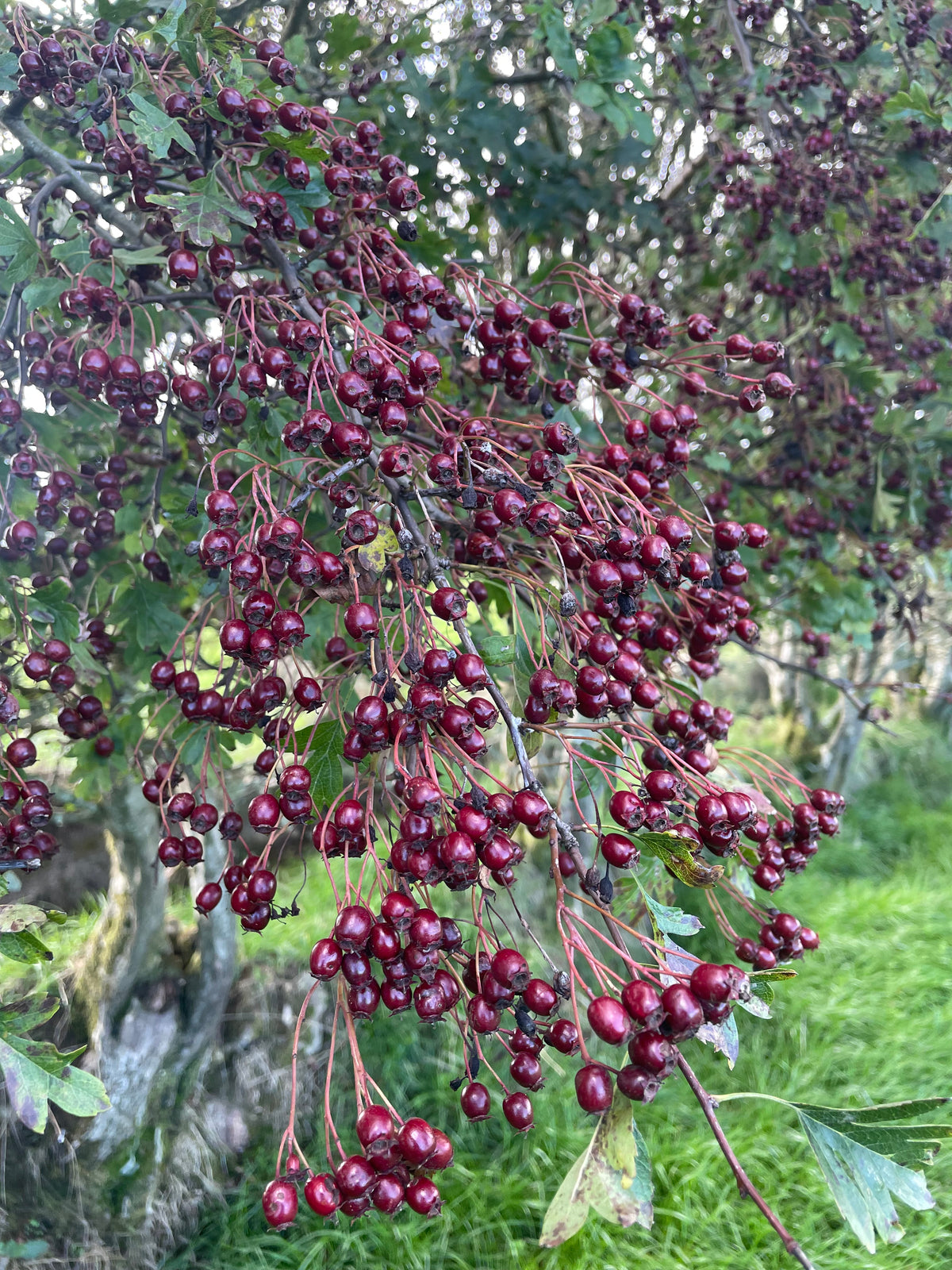 Foraging and coffee