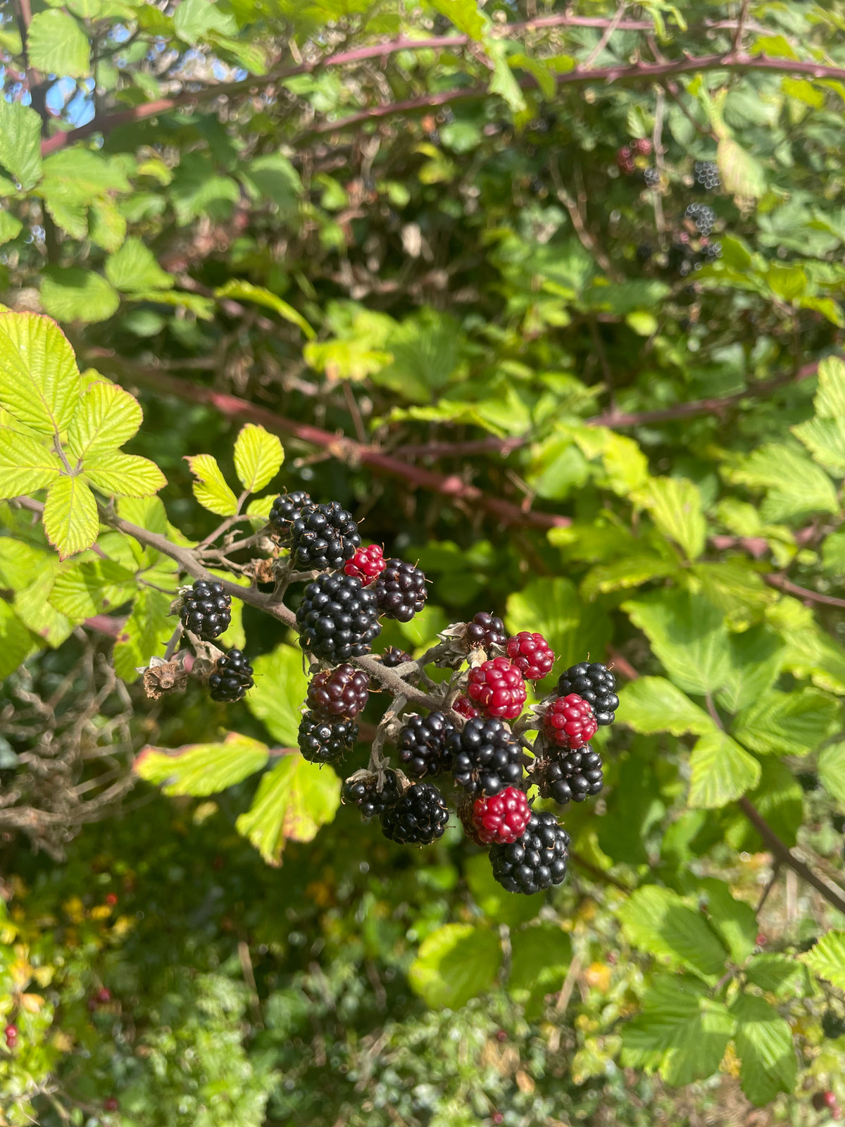 Foraging and coffee