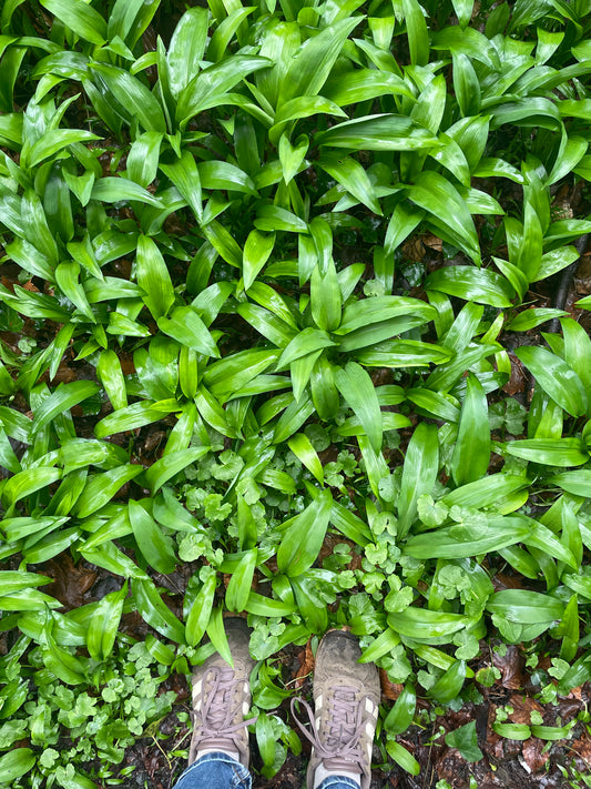 Foraging walk