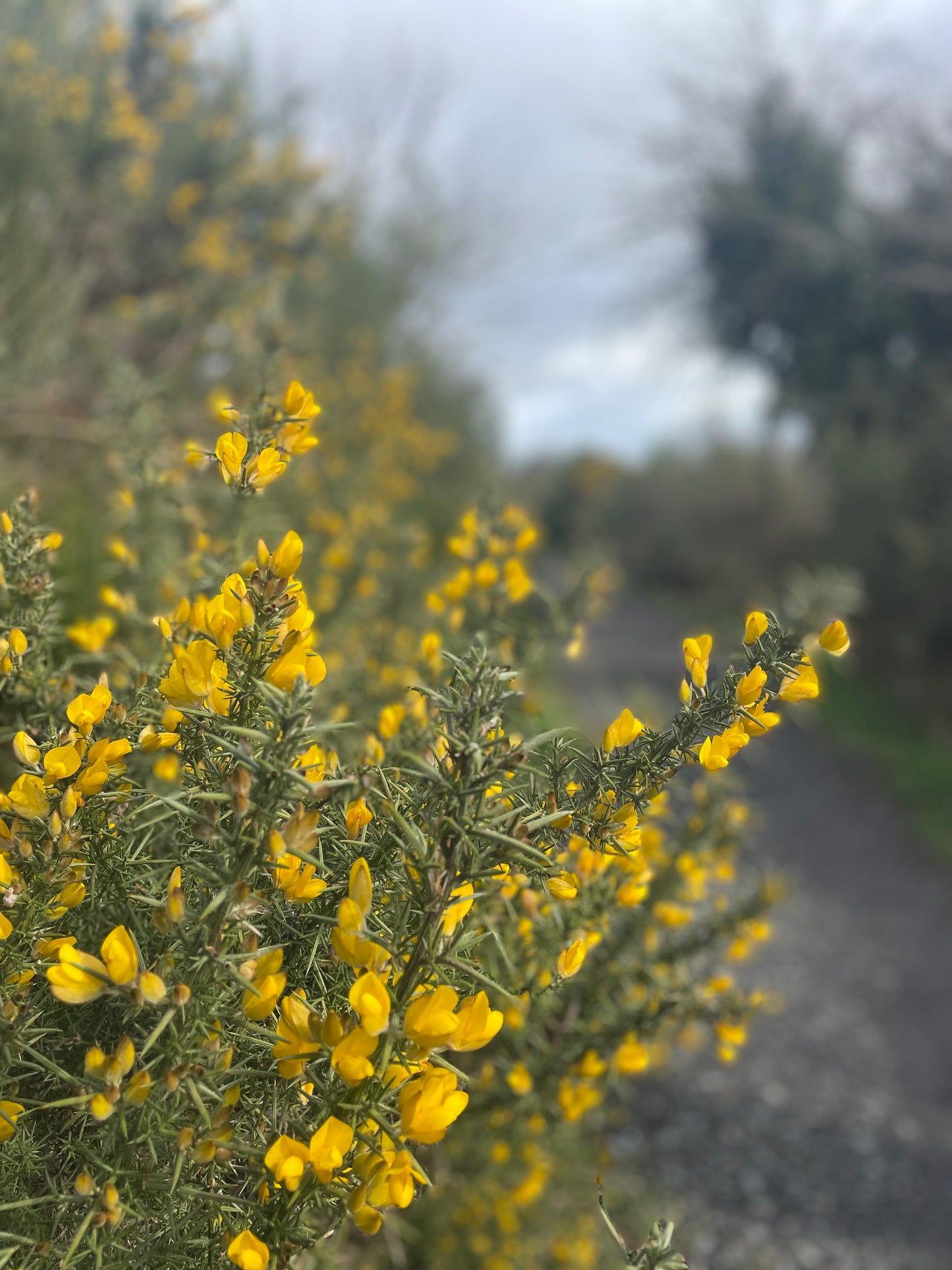 Foraging walk