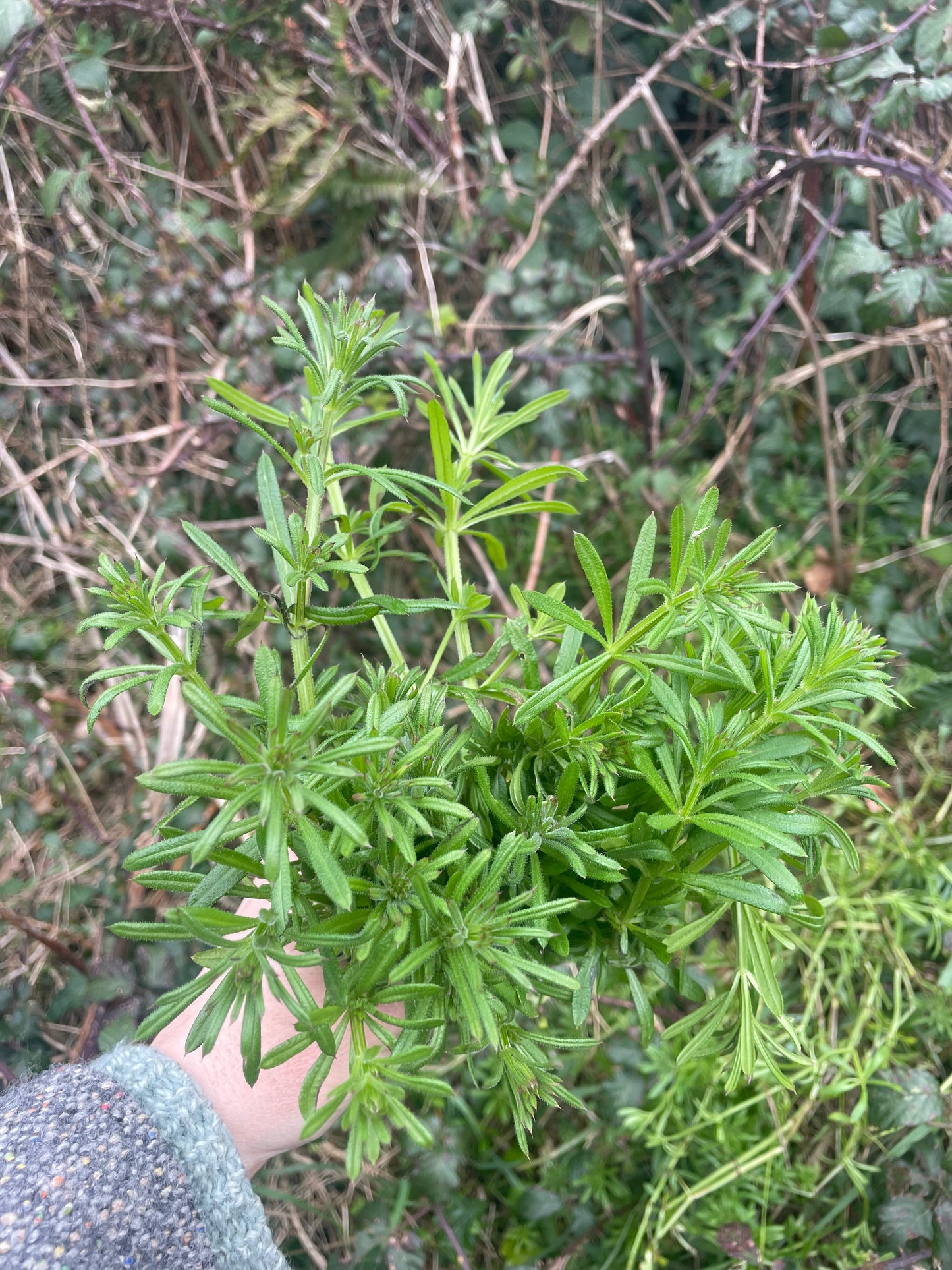 Foraging walk