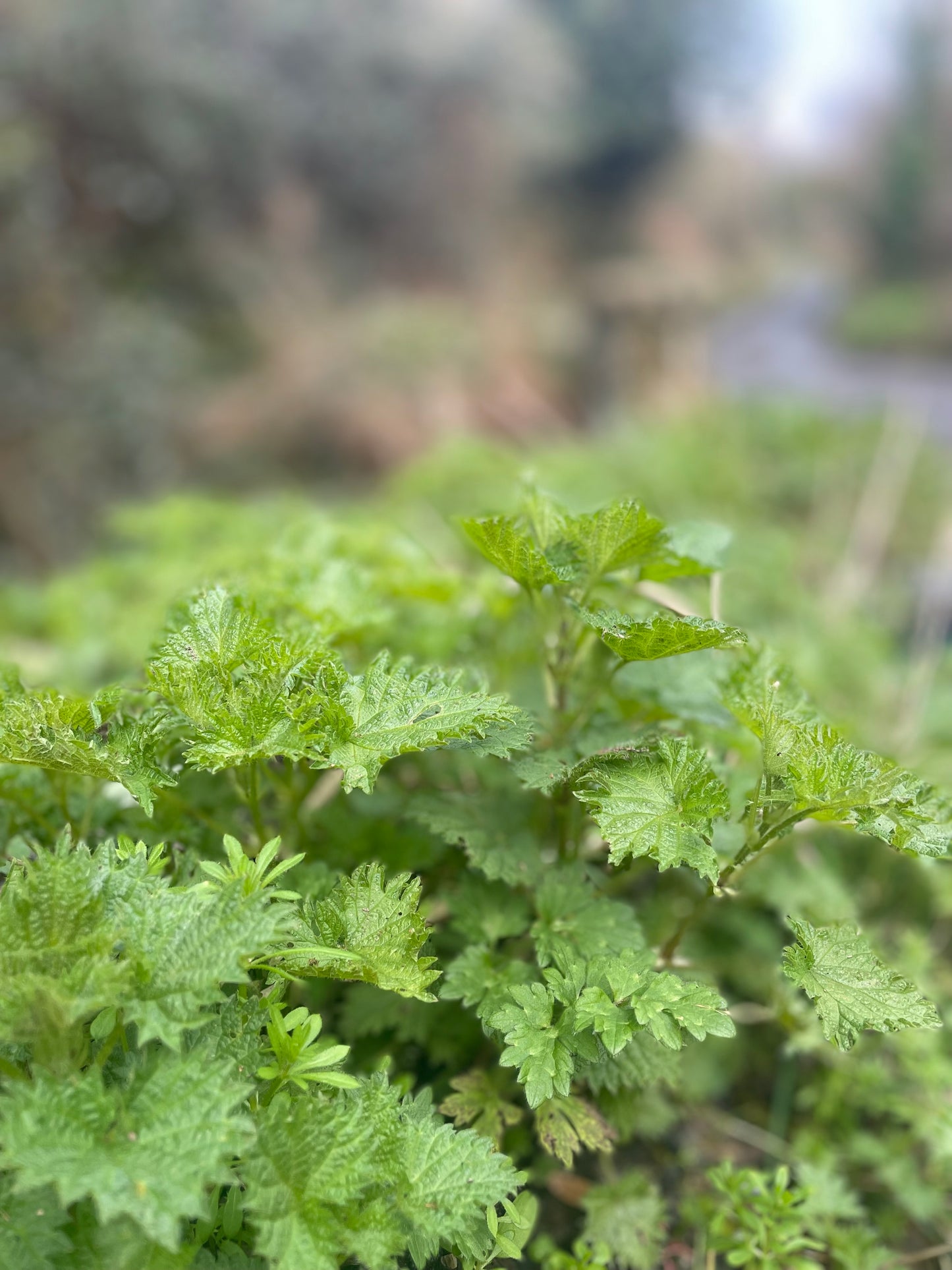 Foraging walk
