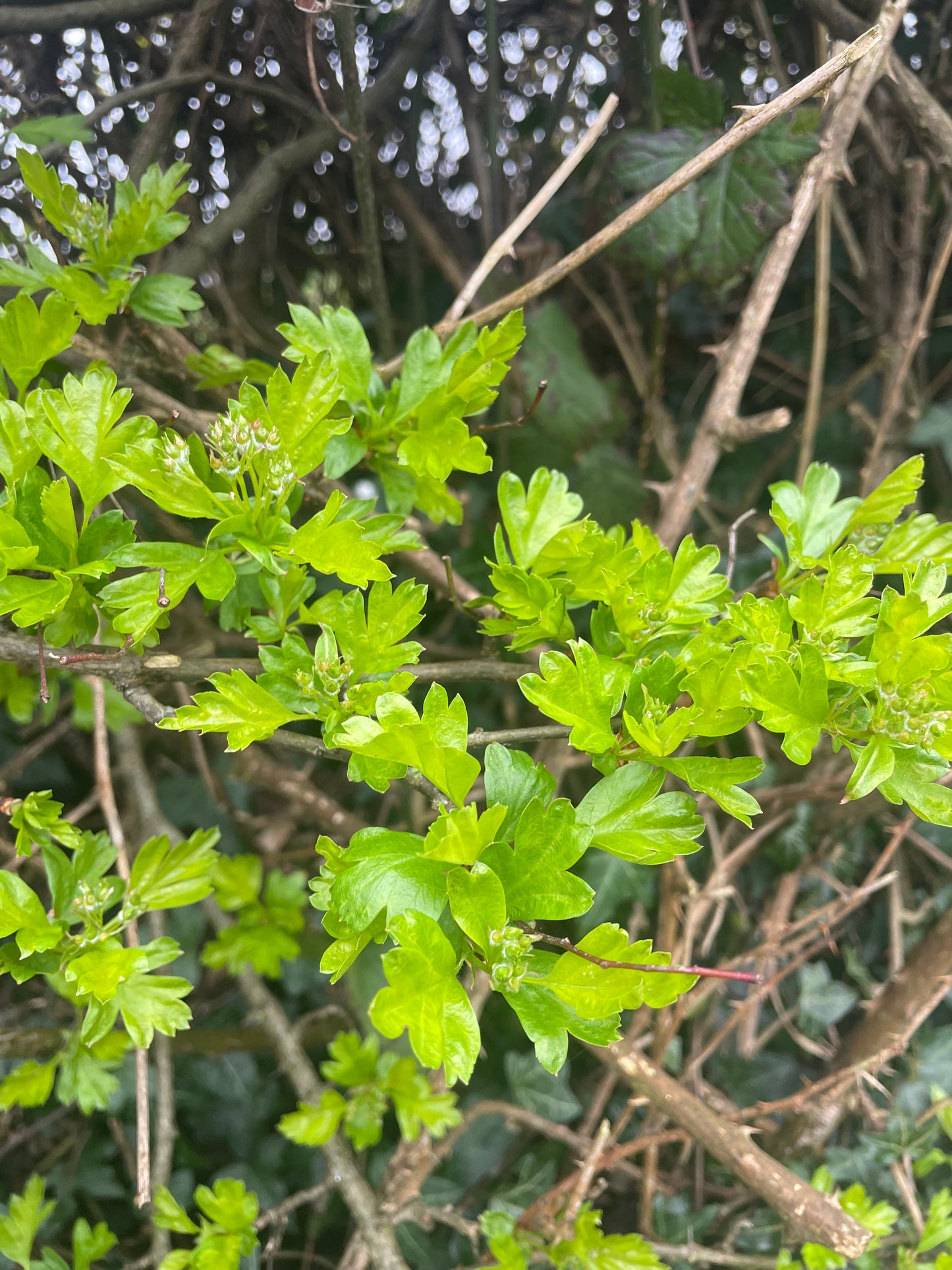 Foraging walk