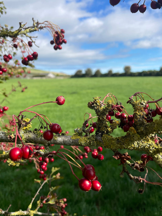 Foraging and coffee